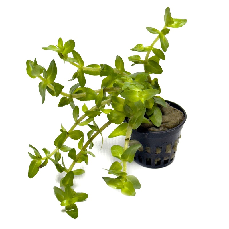 DS Bacopa Caroliniana Potted Plant