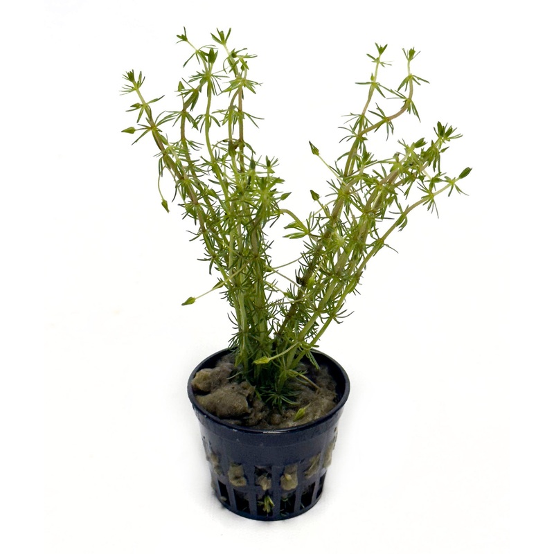 DS Bacopa Myriophylloides - Potted Plant