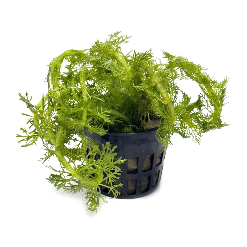 DS Limnophila Aquatica Potted Plant