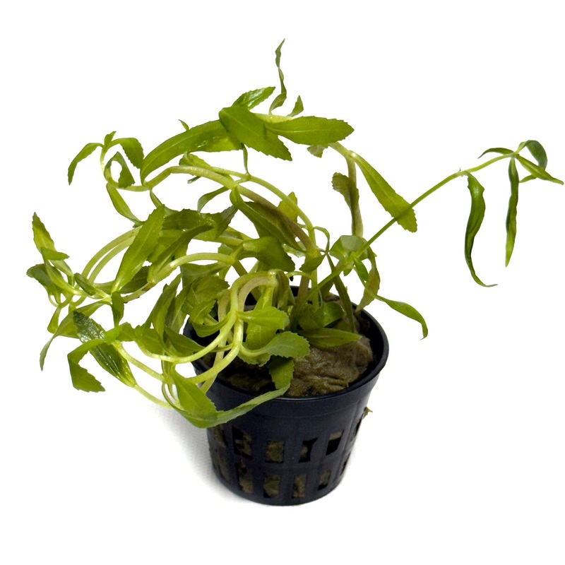 DS Limnophila Aromatica - Potted Plant