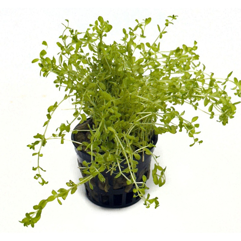 DS Micranthemum Micranthemoides (Baby Tears) - Potted Plant