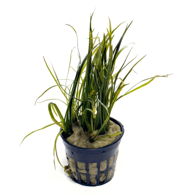 DS Echinodorus Tenellus (Chain Sword) Potted Plant