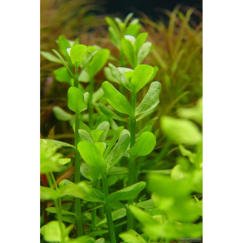 Bacopa monnieri (Waterhyssop/Brahmi)