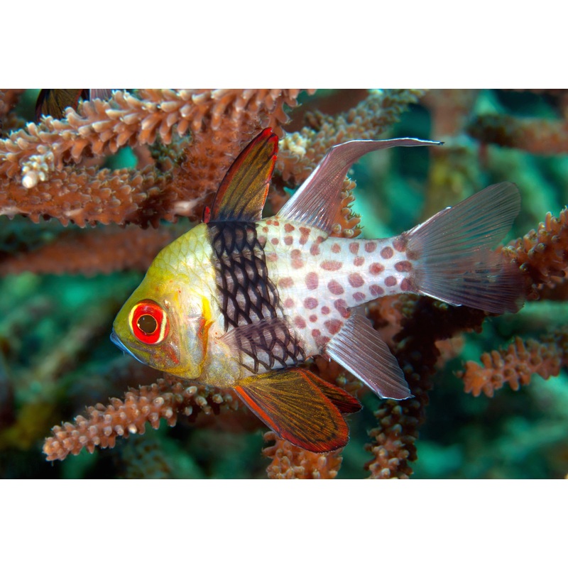 Cardinalfish - Pyjama (Sphaeramia nematoptera)