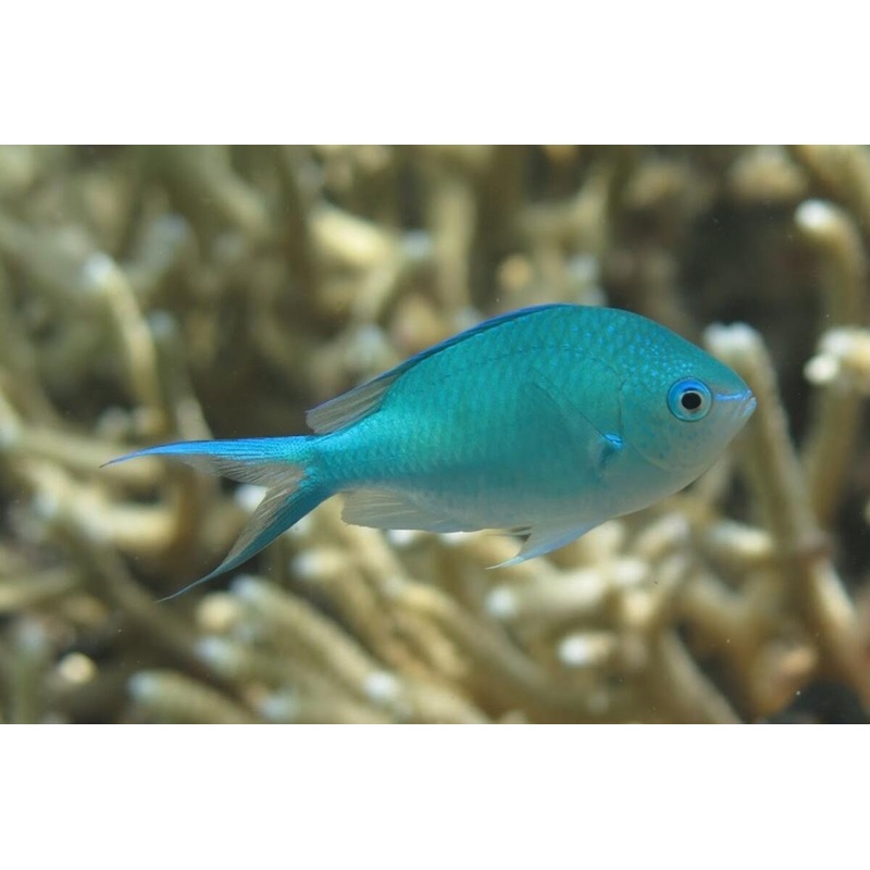 Chromis - Aussie Blue/Green (Chromis viridis)