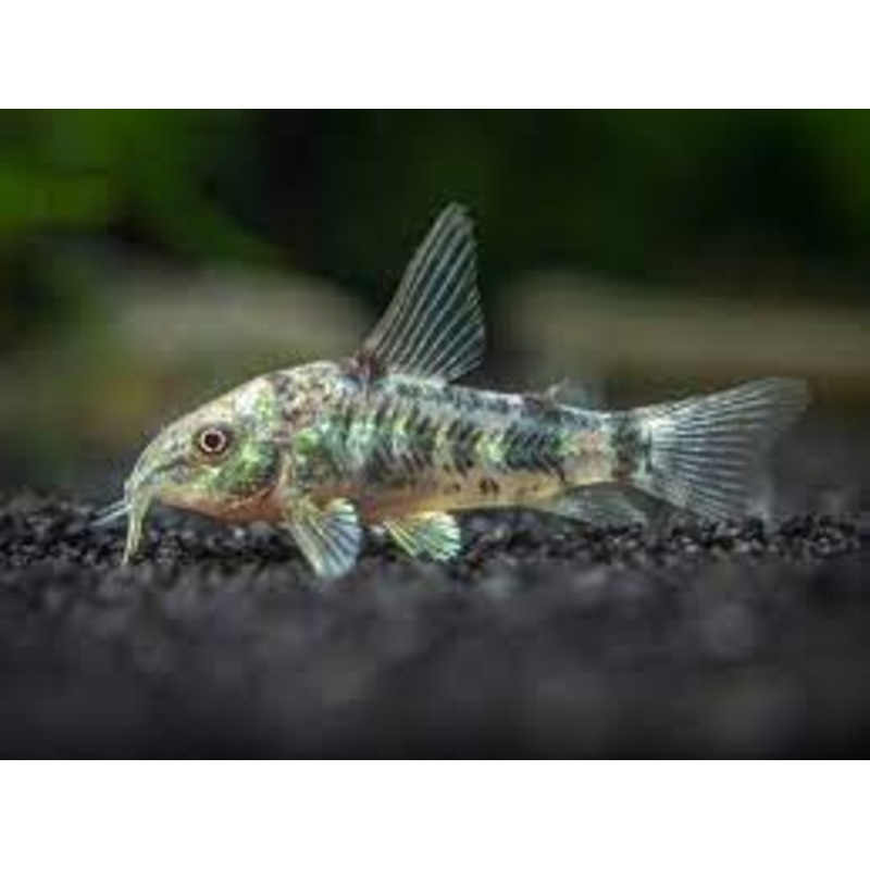 Corydora - Peppered (Corydoras paleatus) - various