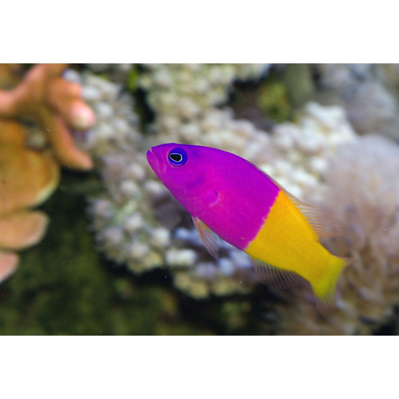 Dottyback - Royal/Bicolor (Pictichromis paccagnellae)