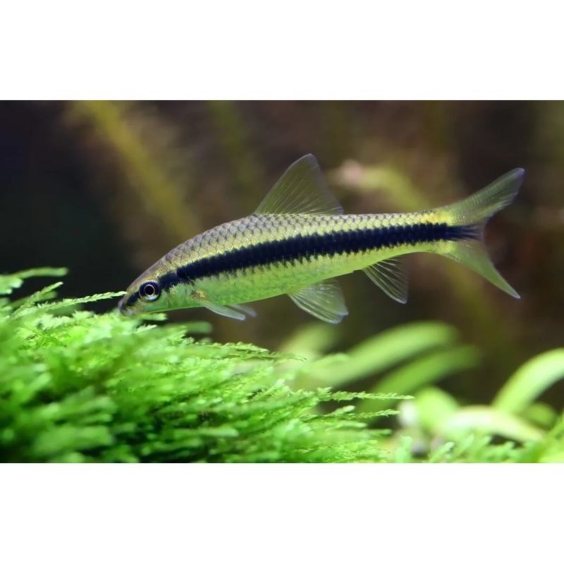 Flying Fox / Siamese Algae Eater (SAE)