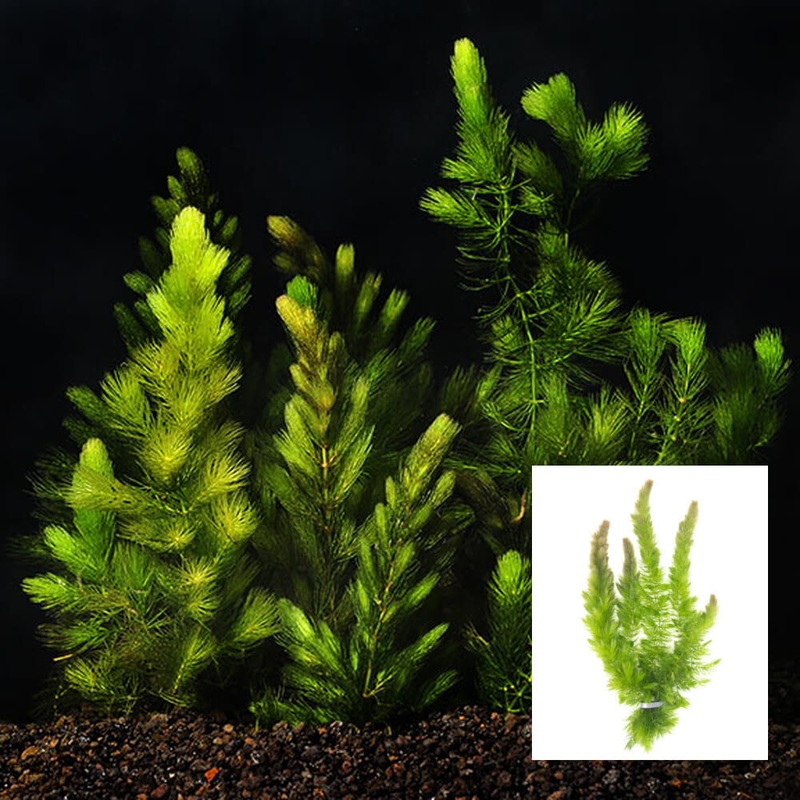 Foxtail (Ceratophyllum demersum)