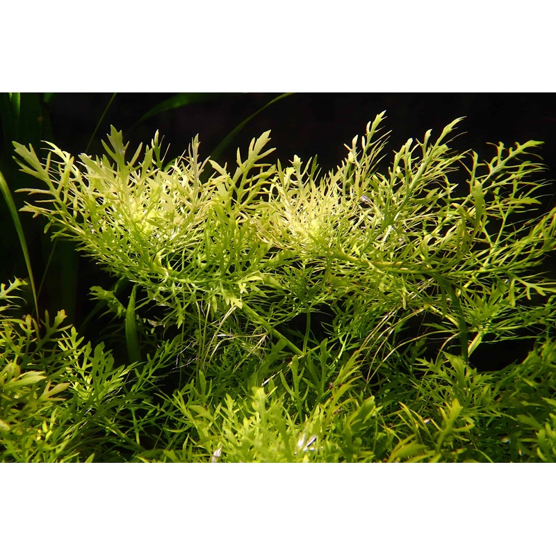 Hygrophila difformis (Water Wisteria)
