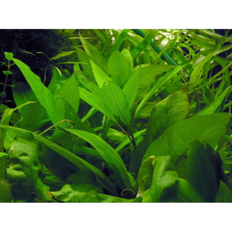 Hygrophila/Nomaphila stricta var. Cherry Leaf