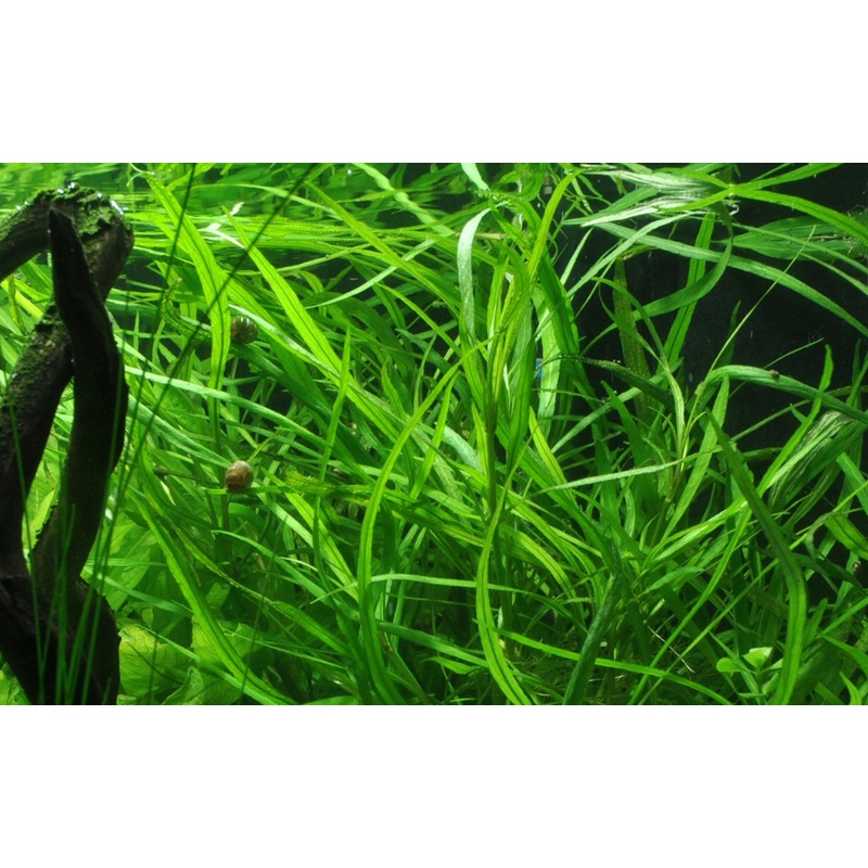Hygrophila salicifolia (Willow Leaf Bamboo)