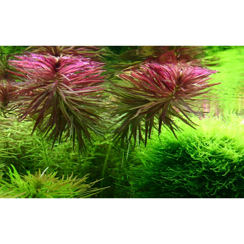 Limnophila aromatica
