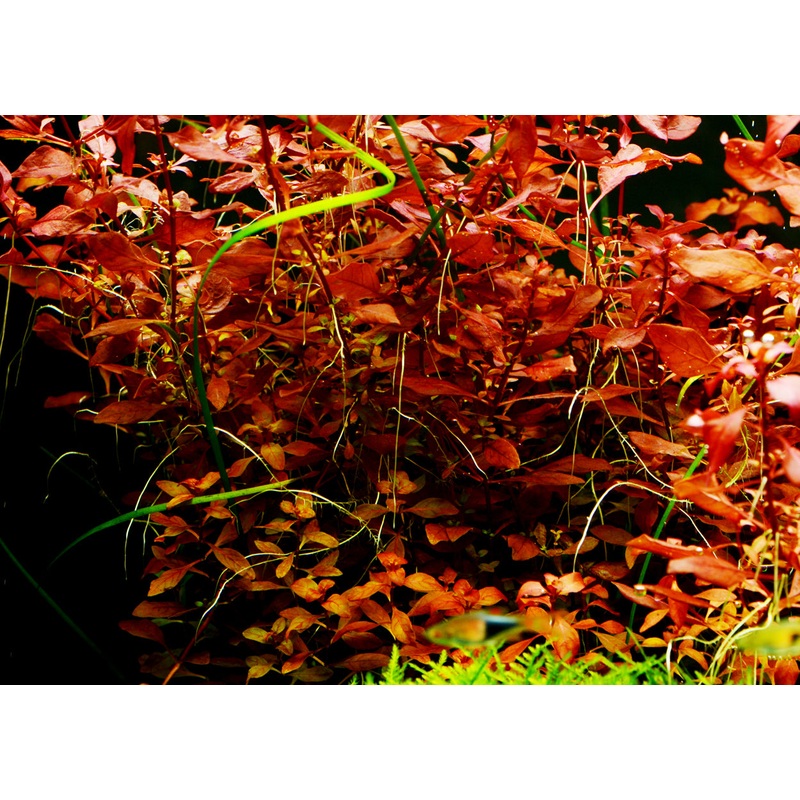 Ludwigia natans