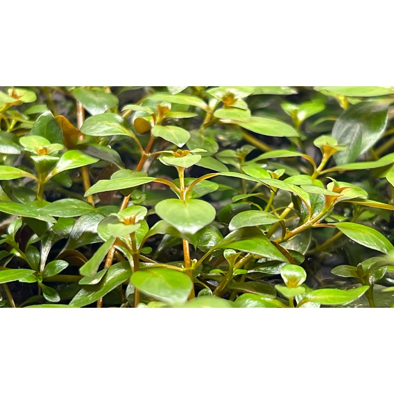 Ludwigia repens