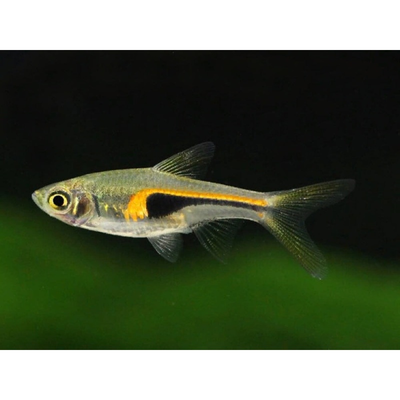 Rasbora - Hengels (Trigonostigma hengeli)