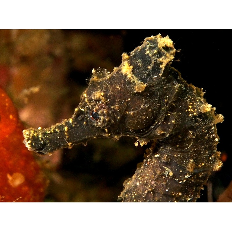 Seahorse - Kuda (Hippocampus kuda) *Captive Bred*