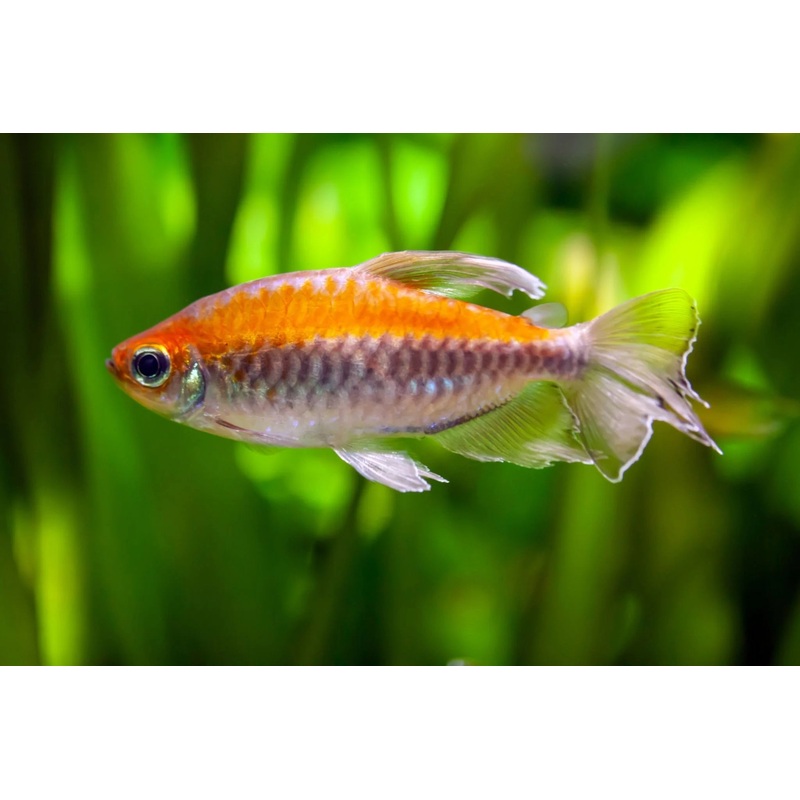 Tetra Congo