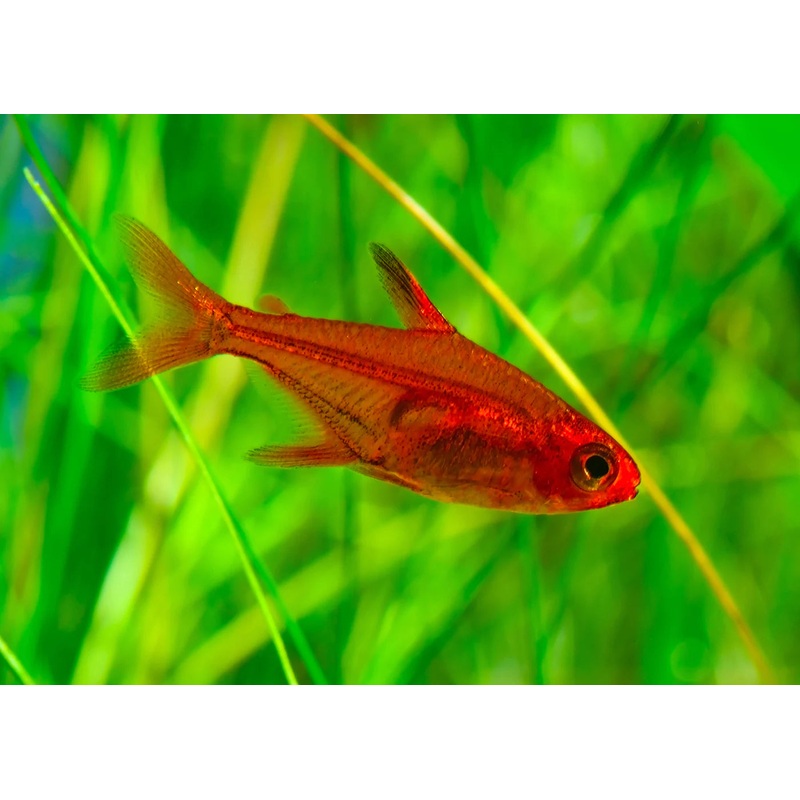 Tetra Ember
