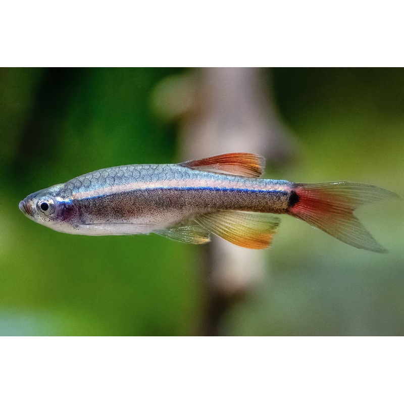 White Cloud Minnow (Tanichthys albonubes) - Various