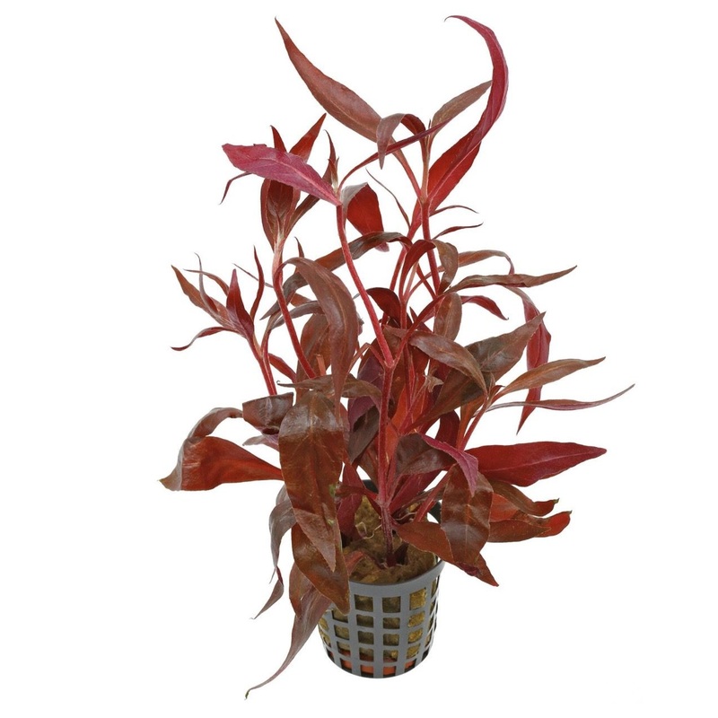 Alternanthera reineckii 'Medium' (Red Temple)