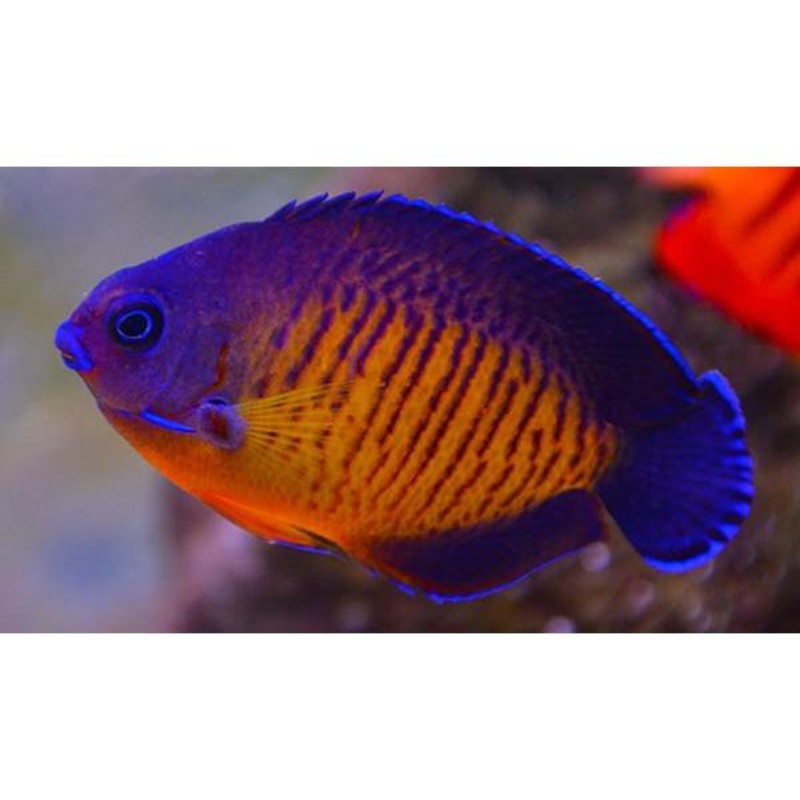 Angelfish Coral Beauty (Centropyge bispinosa)