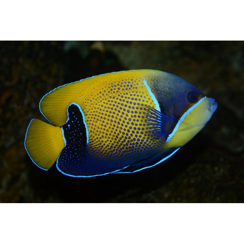 Angelfish Majestic "Rare"