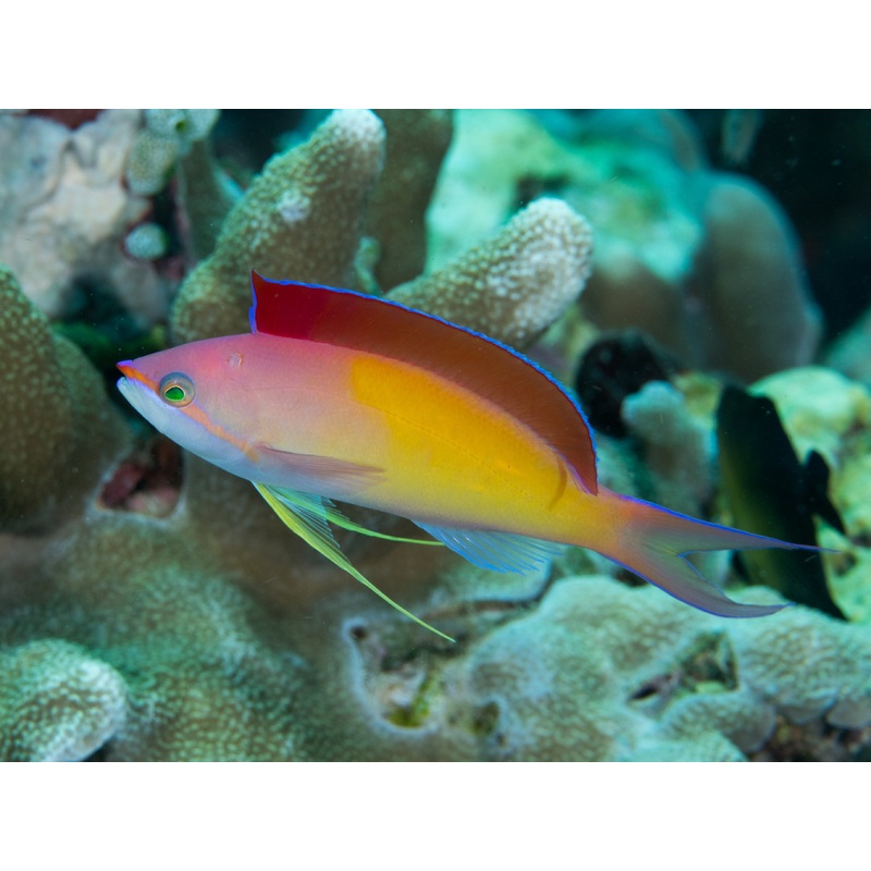 Anthias Dispar (Nemanthias dispar)