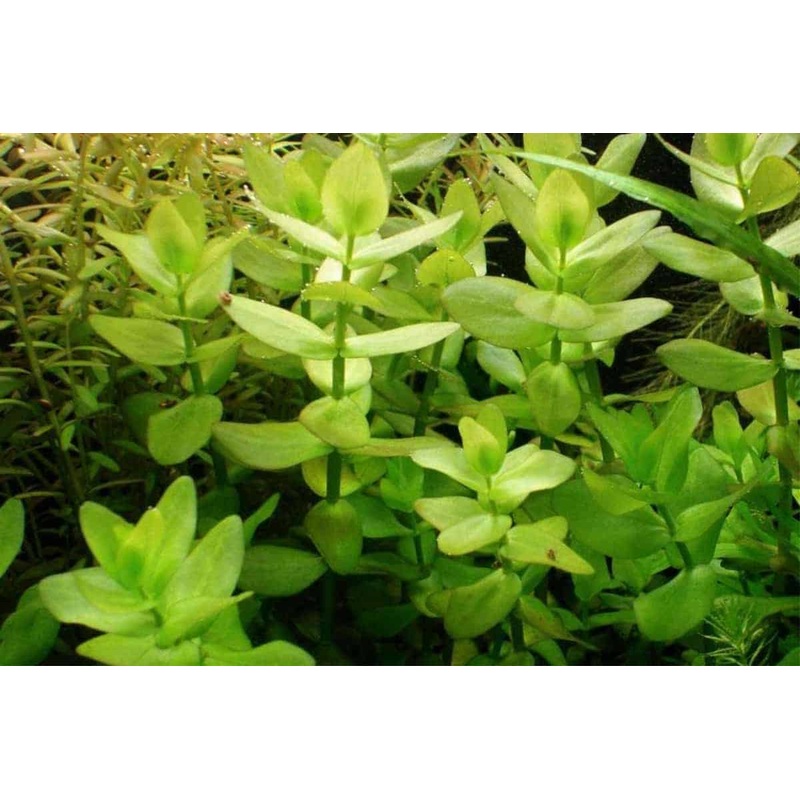 Bacopa serpyllifolia (Bacopa Japan)