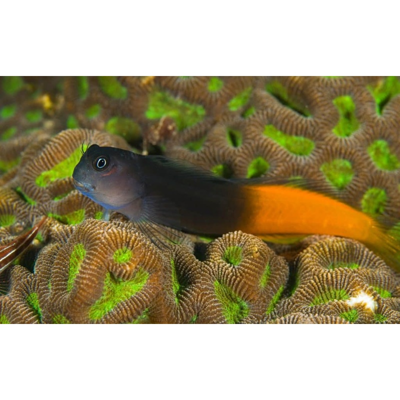 Blenny - Bicolour (Ecsenius bicolor)
