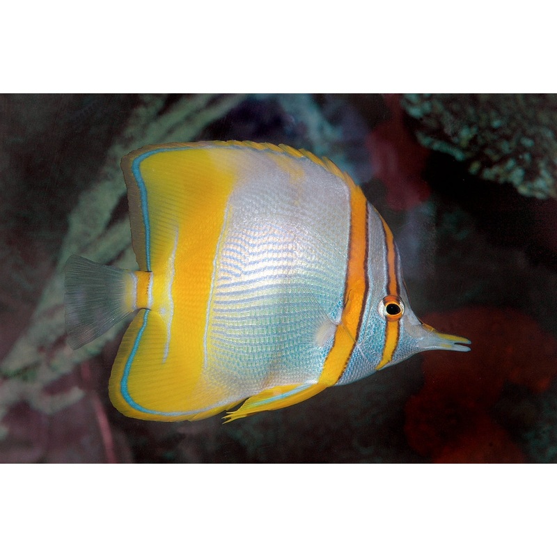 Butterflyfish - Marginal