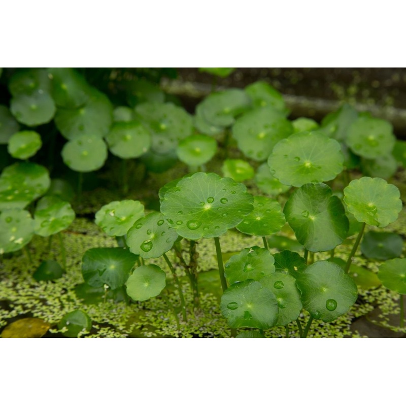 Cardamine leucocephala (Giant Cardamine/Brazilian Pennywort)