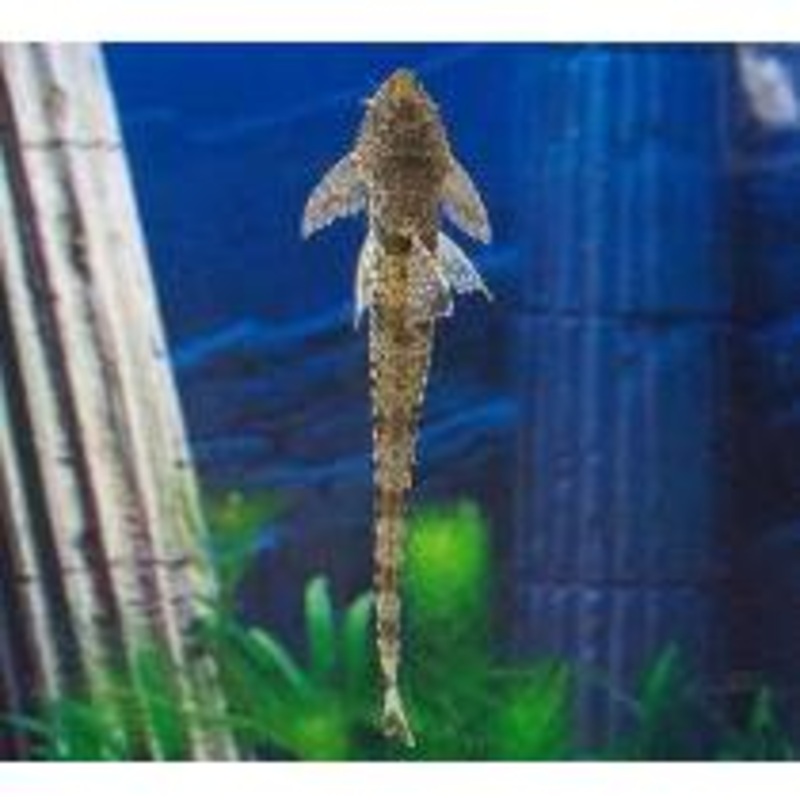 Catfish - Whiptail