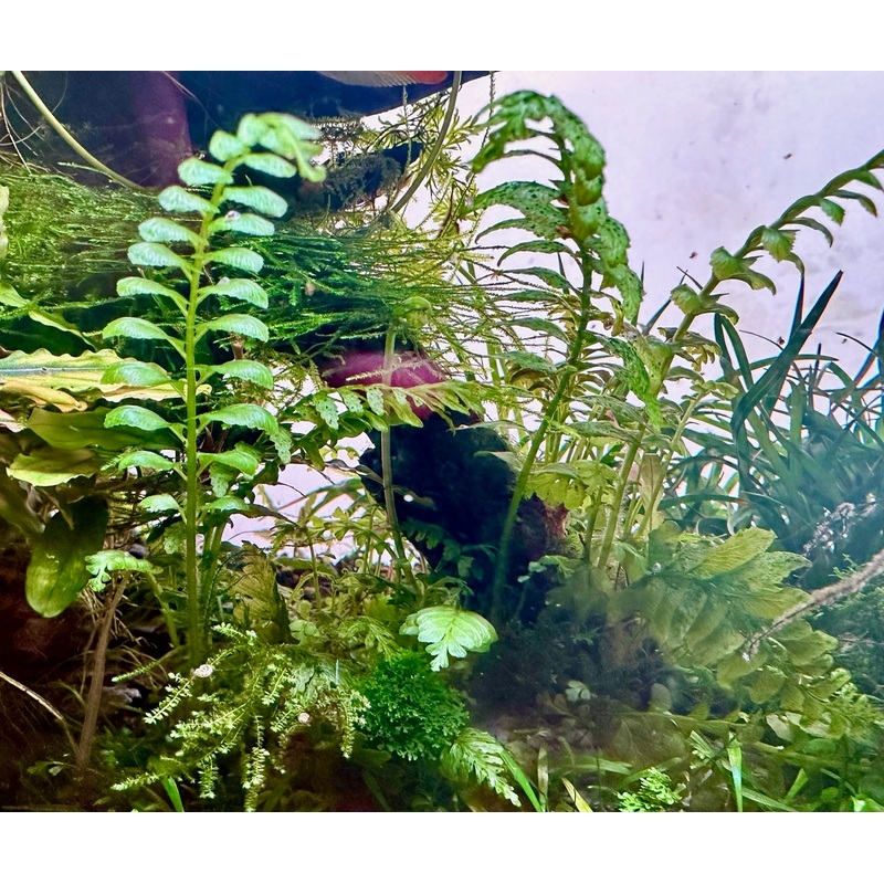 Crepidomanes Auriculatum (Rare)
