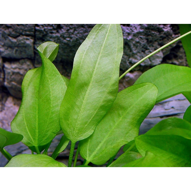 Echinodorus cordifolius 'Radican' Sword