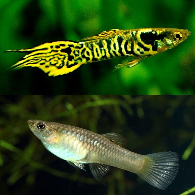 Endler Green Tiger M/F