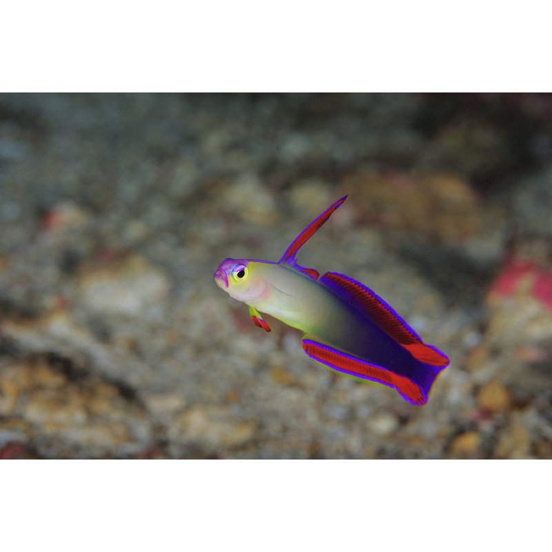 Goby Purple Decora Dartfish (Nemateleotris decora) "Rare"