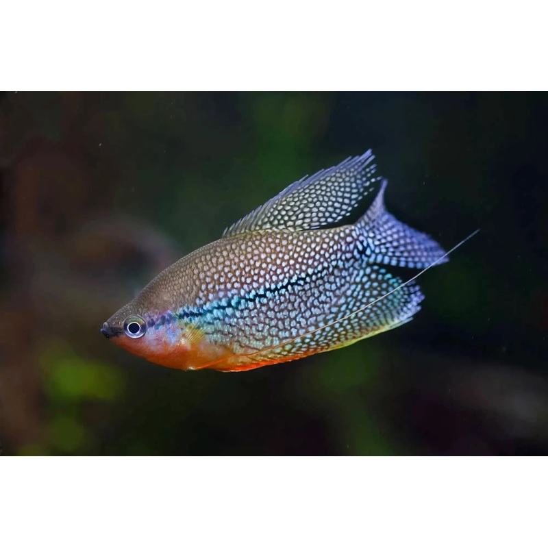 Gourami Pearl/Lace