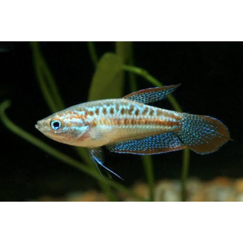 Gourami Sparkling