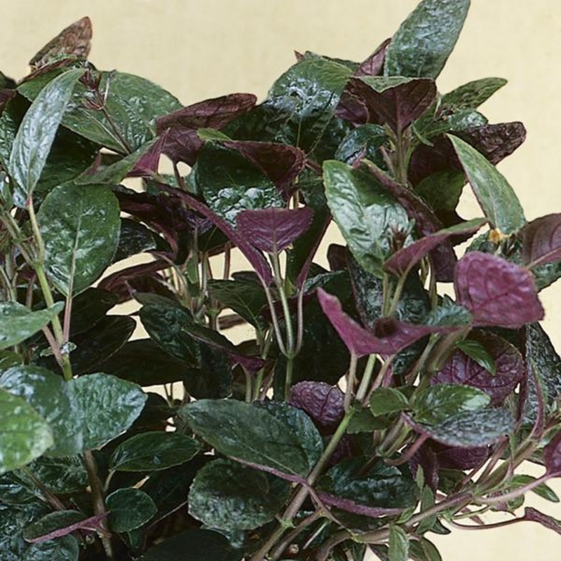 Hemigraphis exotica - Purple Waffle (Marginal/Bog Plant - not true aquatic)