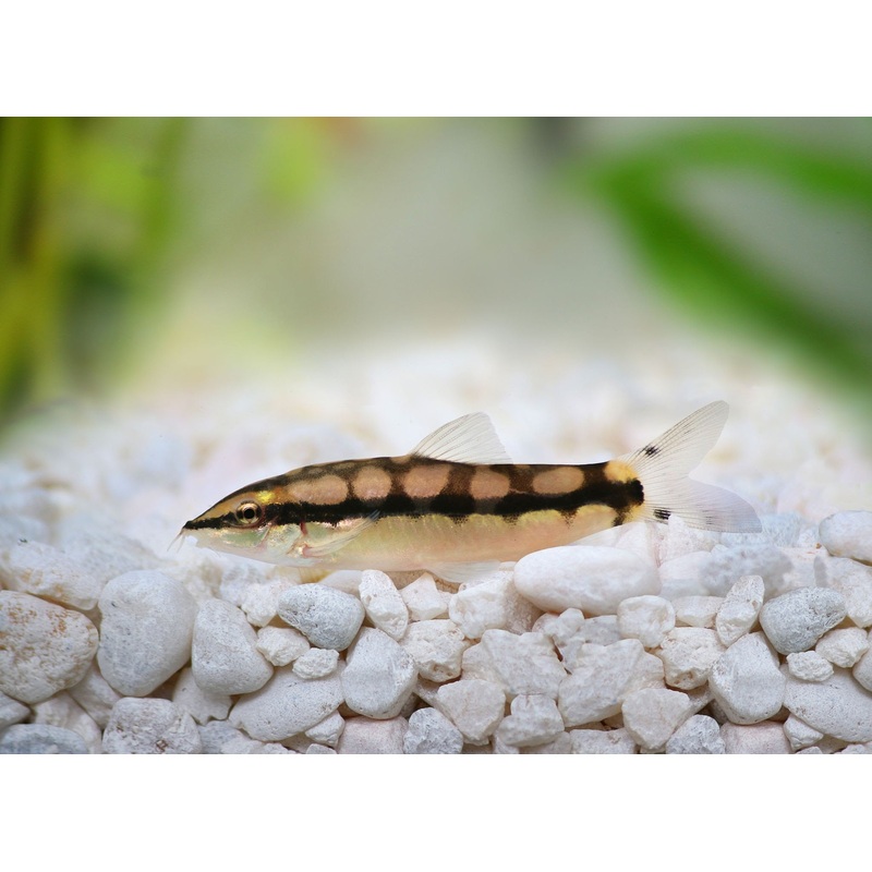 Loach - Dwarf Chain (Ambastaia sidthimunki)