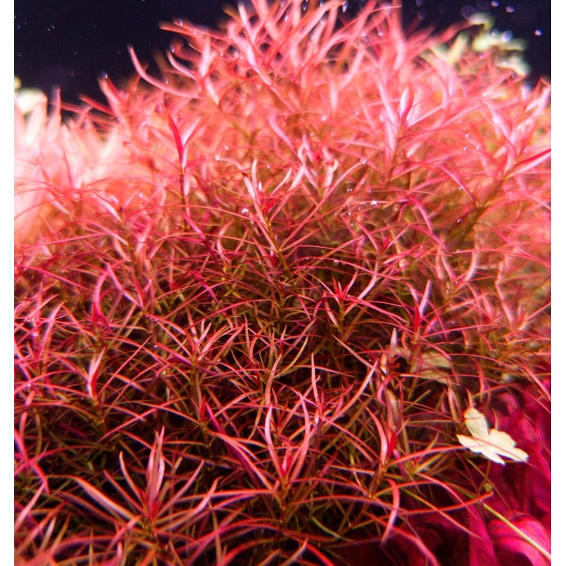 Ludwigia arcuata (Needle Leaf Ludwigia)