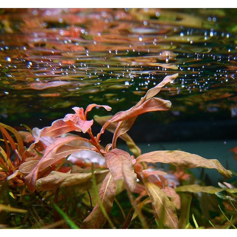 Ludwigia inclinata