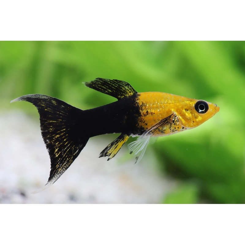 Molly - Gold Black Lyretail