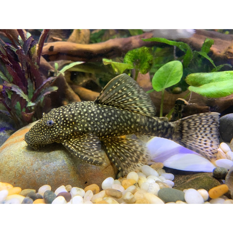Pleco - Bristlenose (Ancistrus sp.)