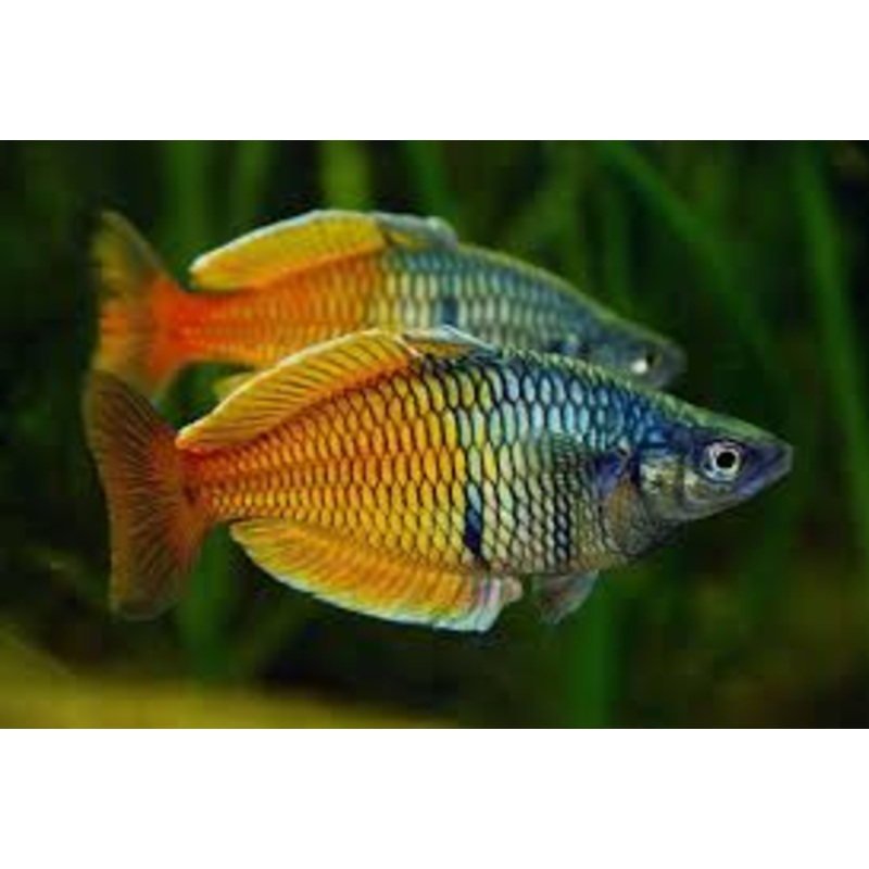 Rainbowfish - Boesmani (Melanotaenia boesemani)