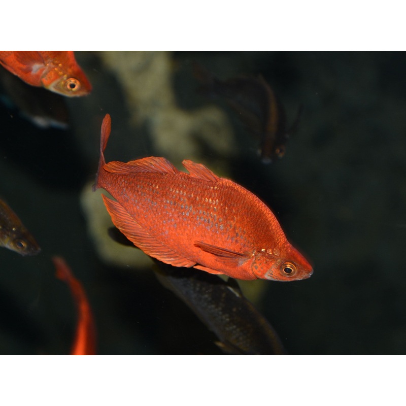 Rainbowfish - Red (Glossolepis incisus)