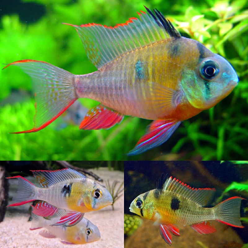 Ram - Bolivian Butterfly (Mikrogeophagus altispinosus)
