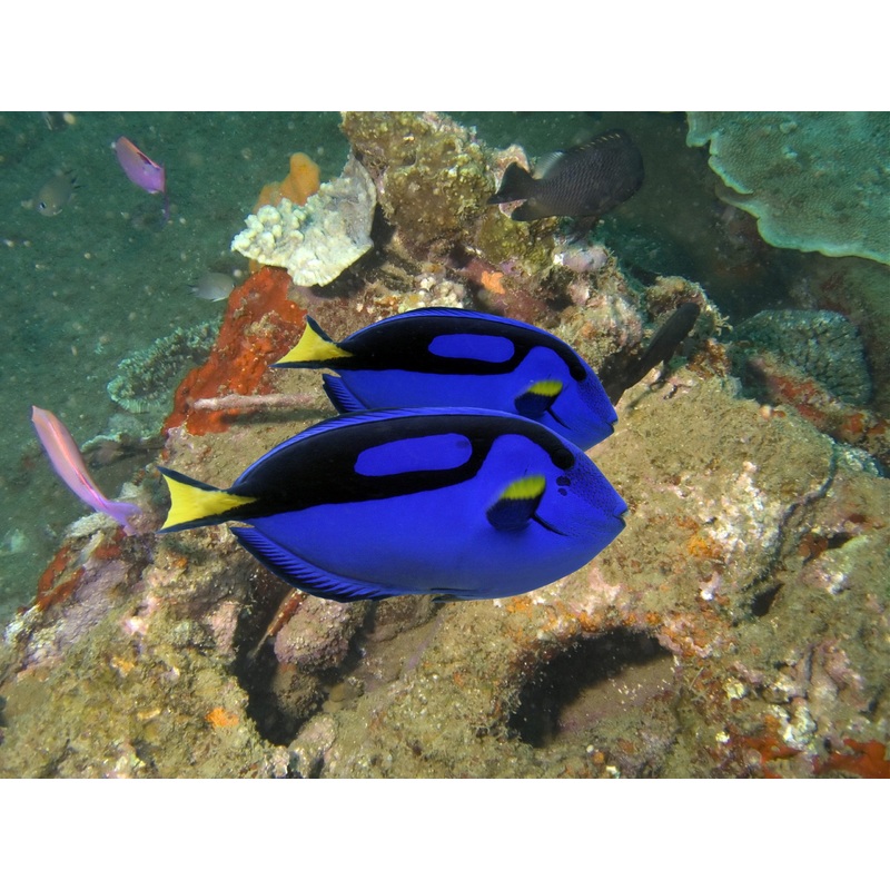 Tang Blue/Hippo (Paracanthurus hepatus)