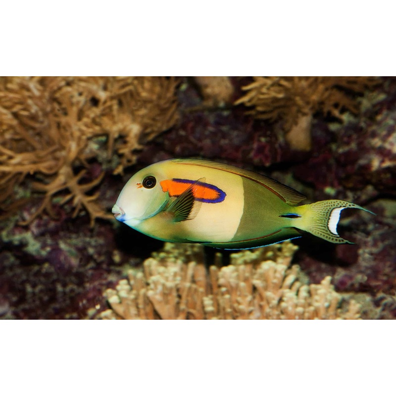 Tang Orange Spot/Shoulder